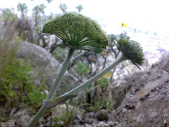 Hermas lanata