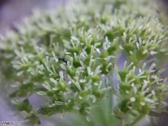 Hermas lanata