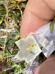 Campanula alpina