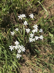 Ornithogalum umbellatum