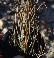 Protea subulifolia
