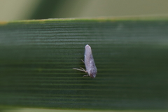 Omolicna