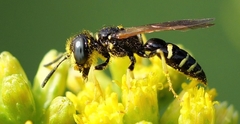 Philanthus lepidus