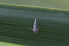 Omolicna