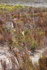 Aspalathus caledonensis