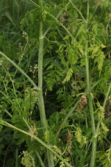 Conium maculatum