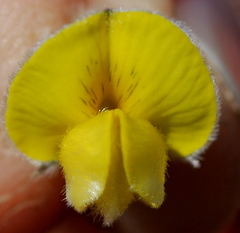 Aspalathus caledonensis