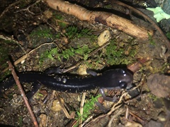 Plethodon metcalfi