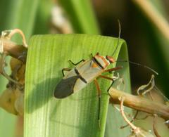 Dysdercus nigrofasciatus