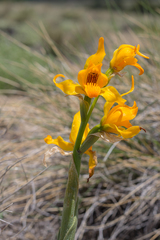 Chloraea alpina