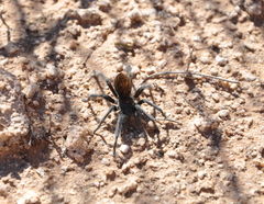 Aphonopelma paloma