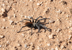 Aphonopelma paloma
