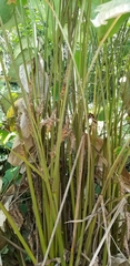 Calathea lutea
