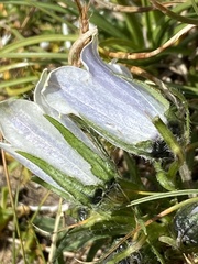 Campanula alpina