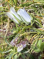 Campanula alpina