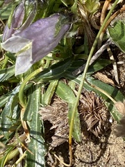 Campanula alpina