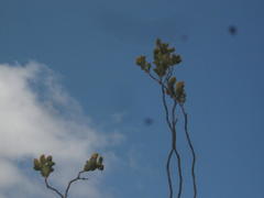 Thesium euphorbioides