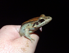 Leptodactylus guianensis