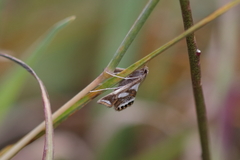 Chrysendeton imitabilis