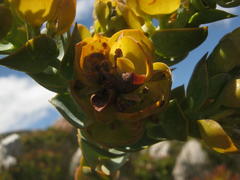 Thesium euphorbioides