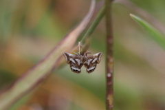 Chrysendeton imitabilis