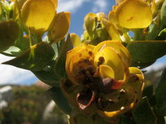 Thesium euphorbioides