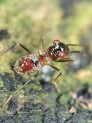 Ectatops