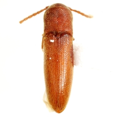 Dromaeolus teres