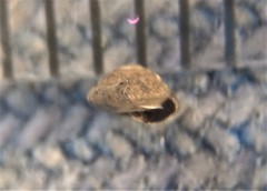 Strobilops