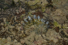 Pinctada margaritifera