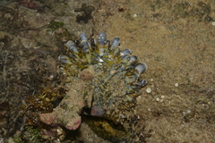Pinctada margaritifera