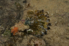 Pinctada margaritifera