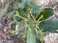 Daviesia corymbosa