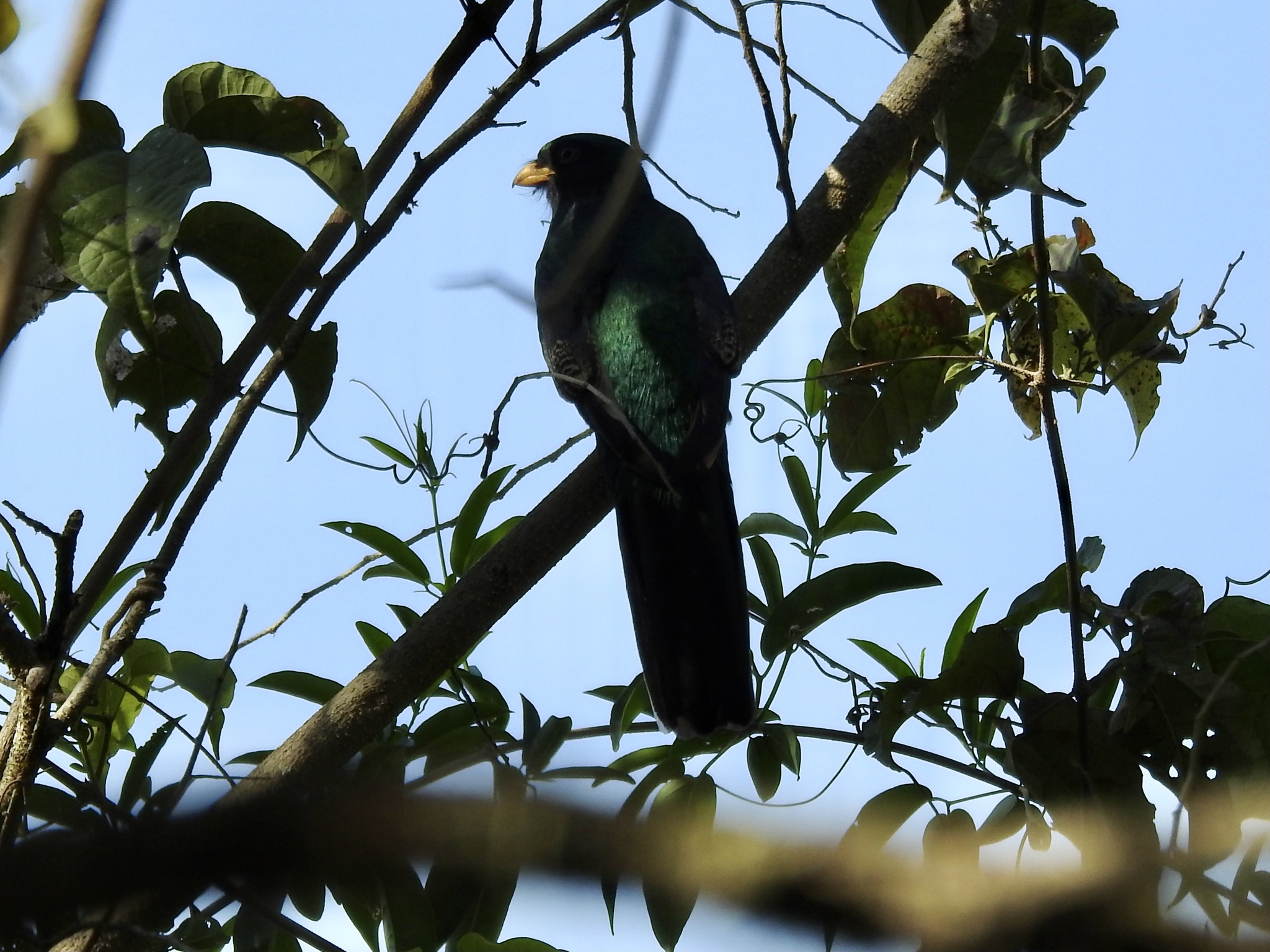 Trogon melanurus image