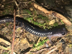 Plethodon metcalfi
