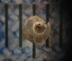 Strobilops