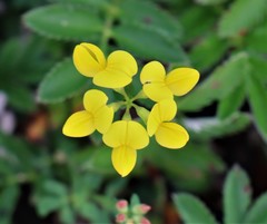 Lotus corniculatus