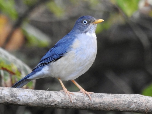 Plumbeous-backed Thrush (Turdus reevei), photo 3