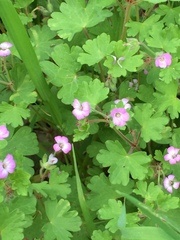 Geranium rotundifolium