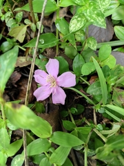 Melastoma dodecandrum