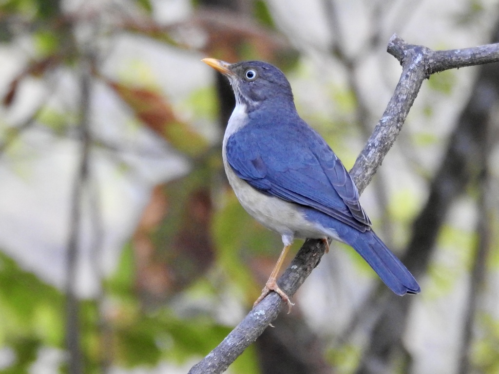Plumbeous-backed Thrush photo