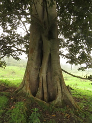 Ficus tequendamae