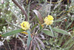Leucadendron macowanii
