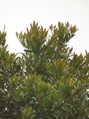 Sapium stylare
