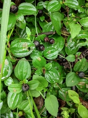 Melastoma dodecandrum