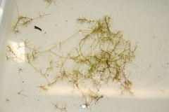 Najas gracillima