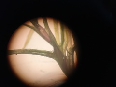 Najas gracillima