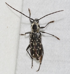 Sarosesthes fulminans