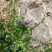 photo of Alfalfa (Medicago sativa)