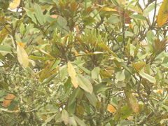 Sapium stylare